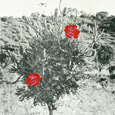 Rose-Banksia-2000-Fancy-Work-f