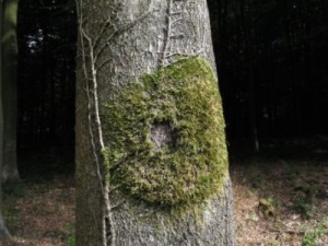 Moss ring on Beech