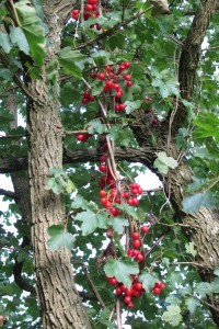 Bryony, Traveller's Joy. Displays in a graceful drape through another's foliage.