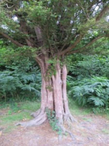 A baby Yew beside the path, King's Wood (about 50 years old ?)