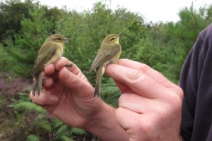 A Chiff Chaff and a Willow Warbler
