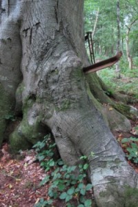 The Beech that ate the fence