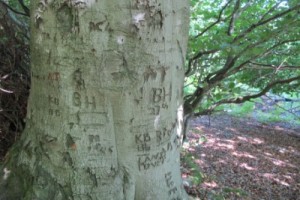 Beech graffiti, King's Wood