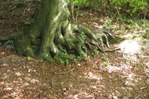 Beech roots spreading along a bank