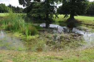 The Dewpond in Jackets Field, next to the Wood.